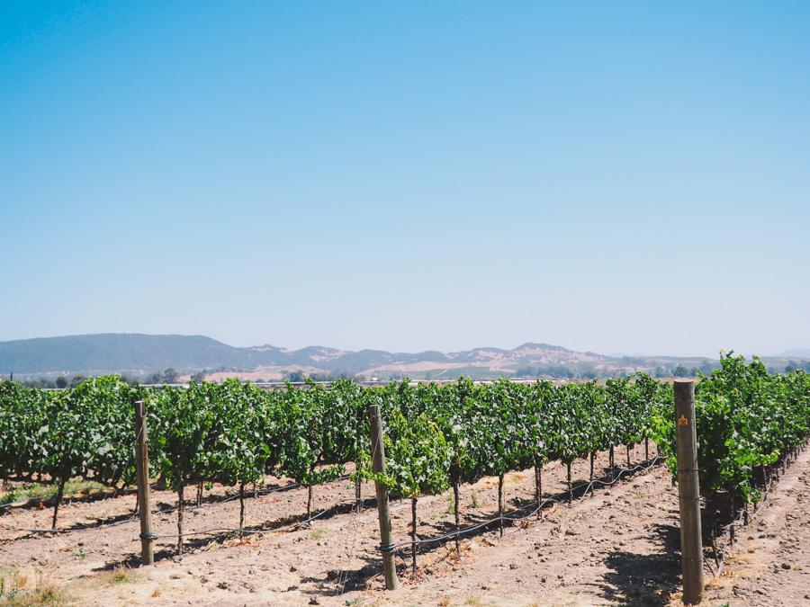 a day trip to wine country - napa & sonoma via playswellwithbutter